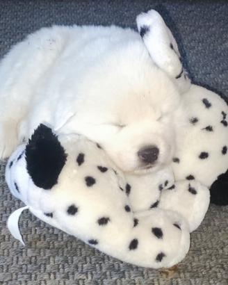Cuccioli di Pastore Maremmano Abruzzese