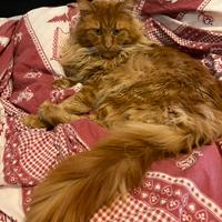 Maine Coon Monta