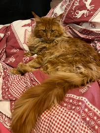 Maine Coon Monta