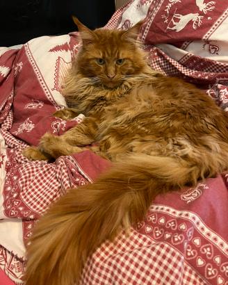 Maine Coon Monta