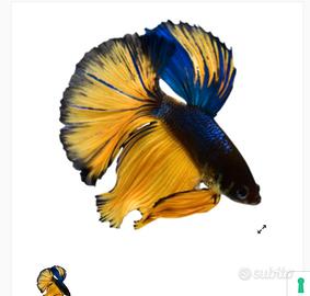 Scalari e Betta