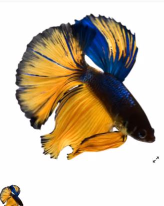 Scalari e Betta