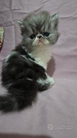 Cucciolo persiano ipertipico maschio