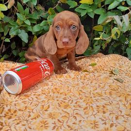 Meraviglioso BASSOTTO kaninchen