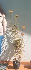 Semi di Kalanchoe Daigremontiana (madre di mille)