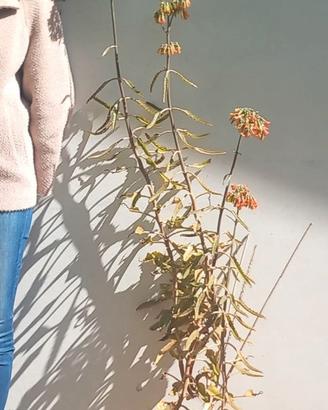 Semi di Kalanchoe Daigremontiana (madre di mille)