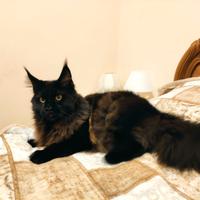 Un fidanzato per Baghera