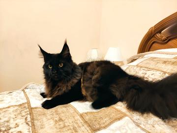 Un fidanzato per Baghera