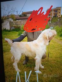 Cuccioli di spinone italiano