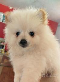 Cucciolo spitz