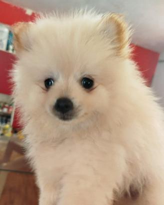 Cucciolo spitz