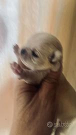 Piccola chihuahua
