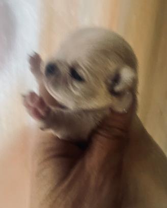 Piccola chihuahua