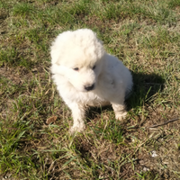 Cuccioli di maremmano