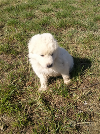 Cuccioli di maremmano