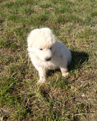 Cuccioli di maremmano