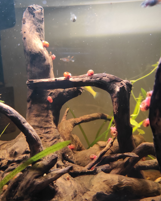 Planorbarius Pink lumaca acquario dolce