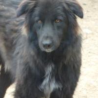 Cane simil pastore Belga