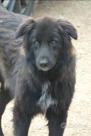 Cane simil pastore Belga