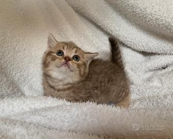 British Shorthair cucciola