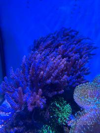 Coralli molli acquario marino