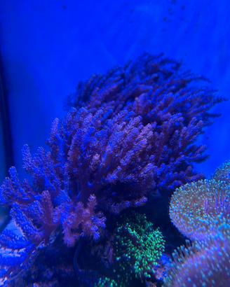 Coralli molli acquario marino