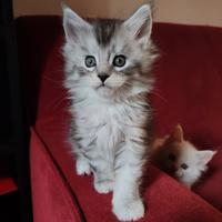 Maine coon con pedigree