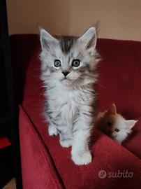 Maine coon con pedigree