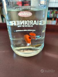 Guppy silver red Tail pesci acquario