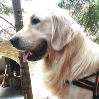 Golden retriever maschio per monta