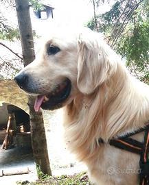 Golden retriever maschio per monta