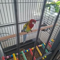 Pappagallo rosella orientale