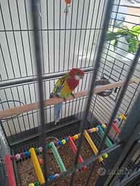 Pappagallo rosella orientale