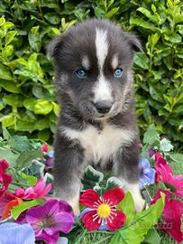 Cucciolo Siberian Husky
