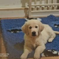 Cucciolo golden retriever lazio
