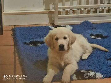 Cucciolo golden retriever lazio