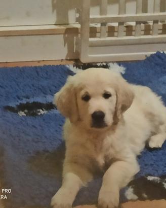 Cucciolo golden retriever lazio