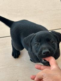 Cucciole di Mix Labrador