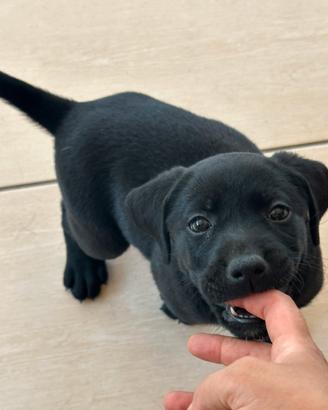 Cucciole di Mix Labrador