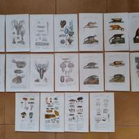 Litografie dipinte a mano Batelli BotanicaZoologia