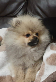 Volpino di pomerania mini toy