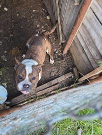 American bully
