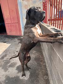 Cane corso per monta