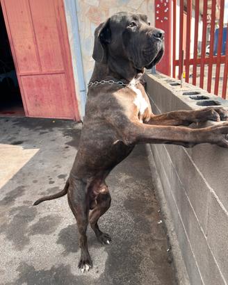 Cane corso per monta