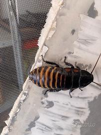 G.portentosa