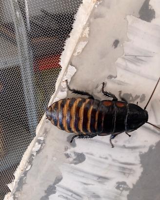 G.portentosa