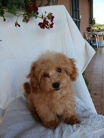 Cuccioli di maltipoo toy premium