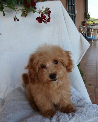 Cuccioli di maltipoo toy premium
