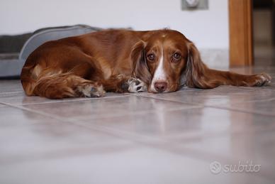 Cocker Spaniel