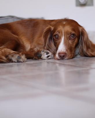 Cocker Spaniel